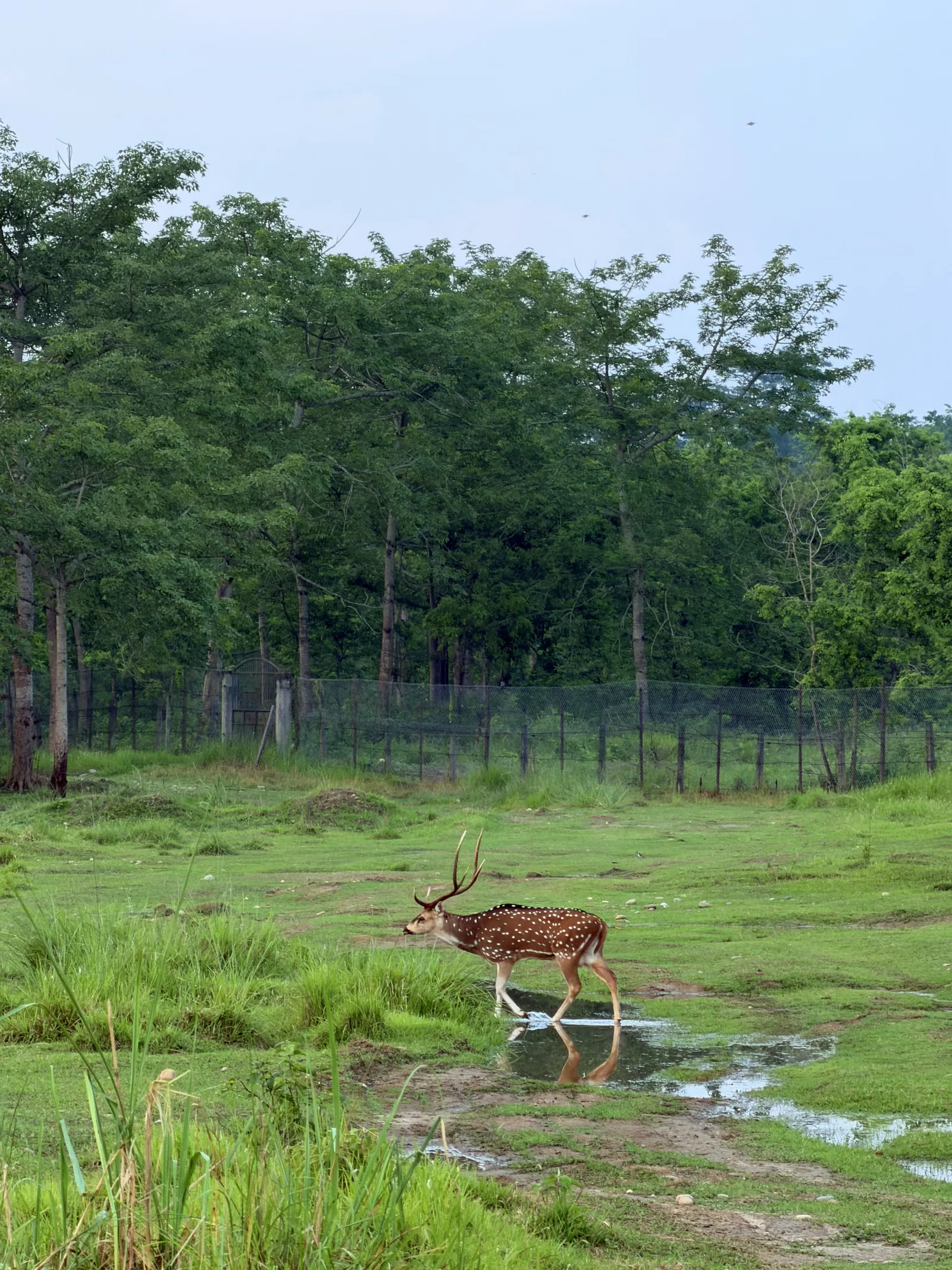 Bibek Bhujel - 2
