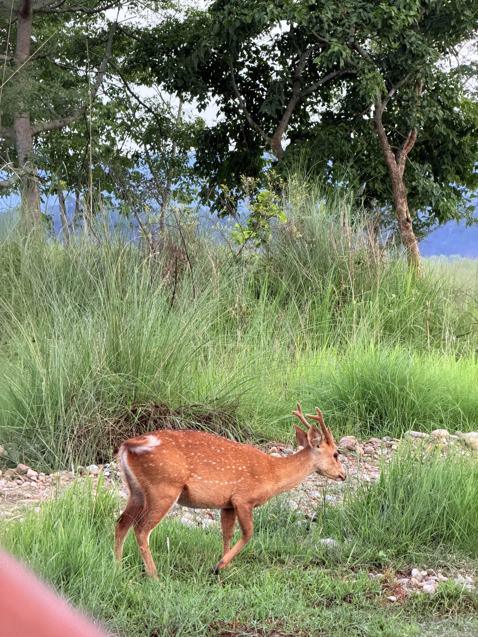 Bibek Bhujel - 3
