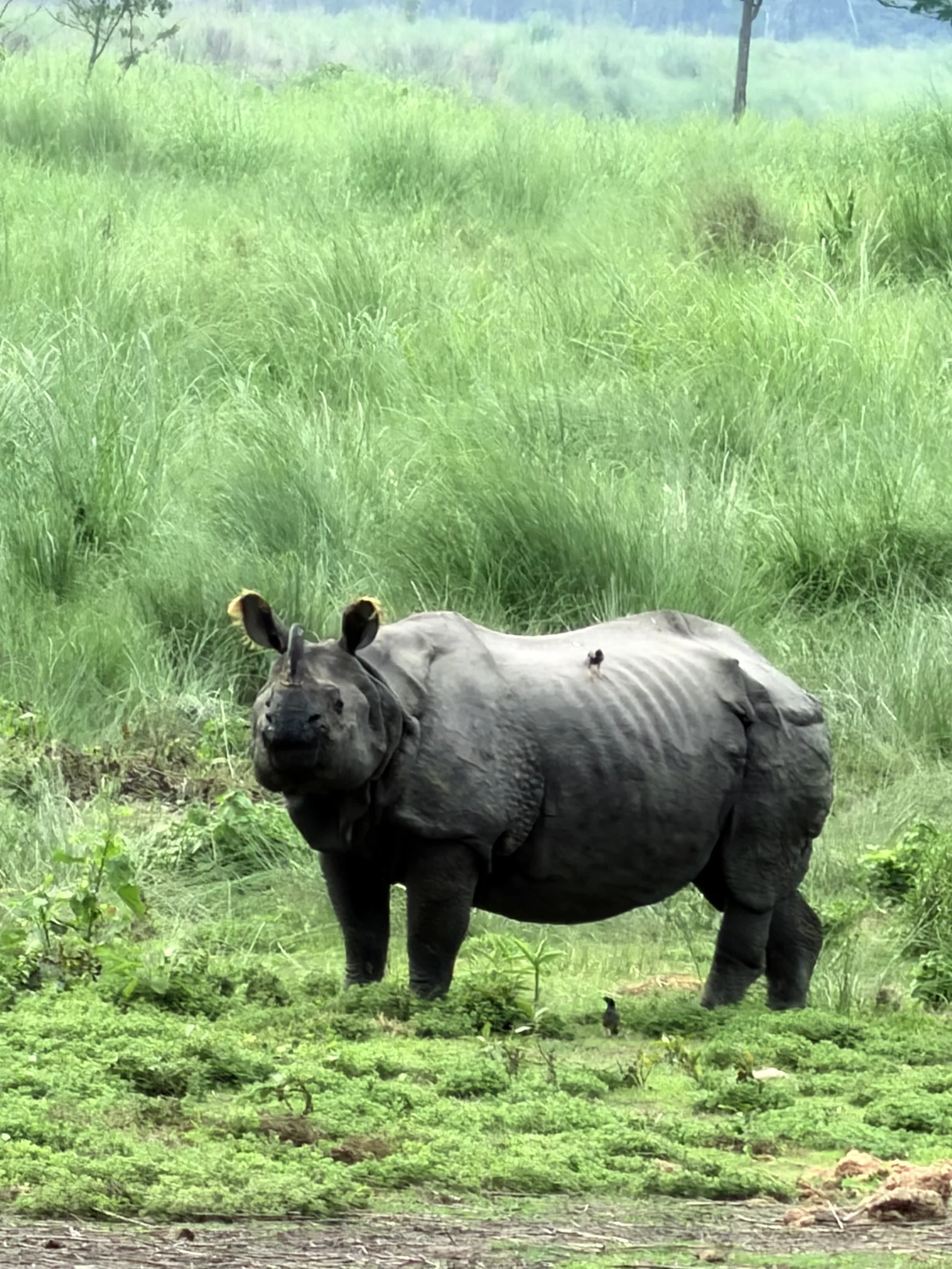 Bibek Bhujel - 6