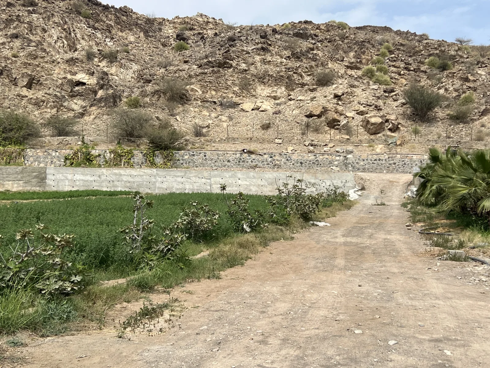 Alkaabi - 2